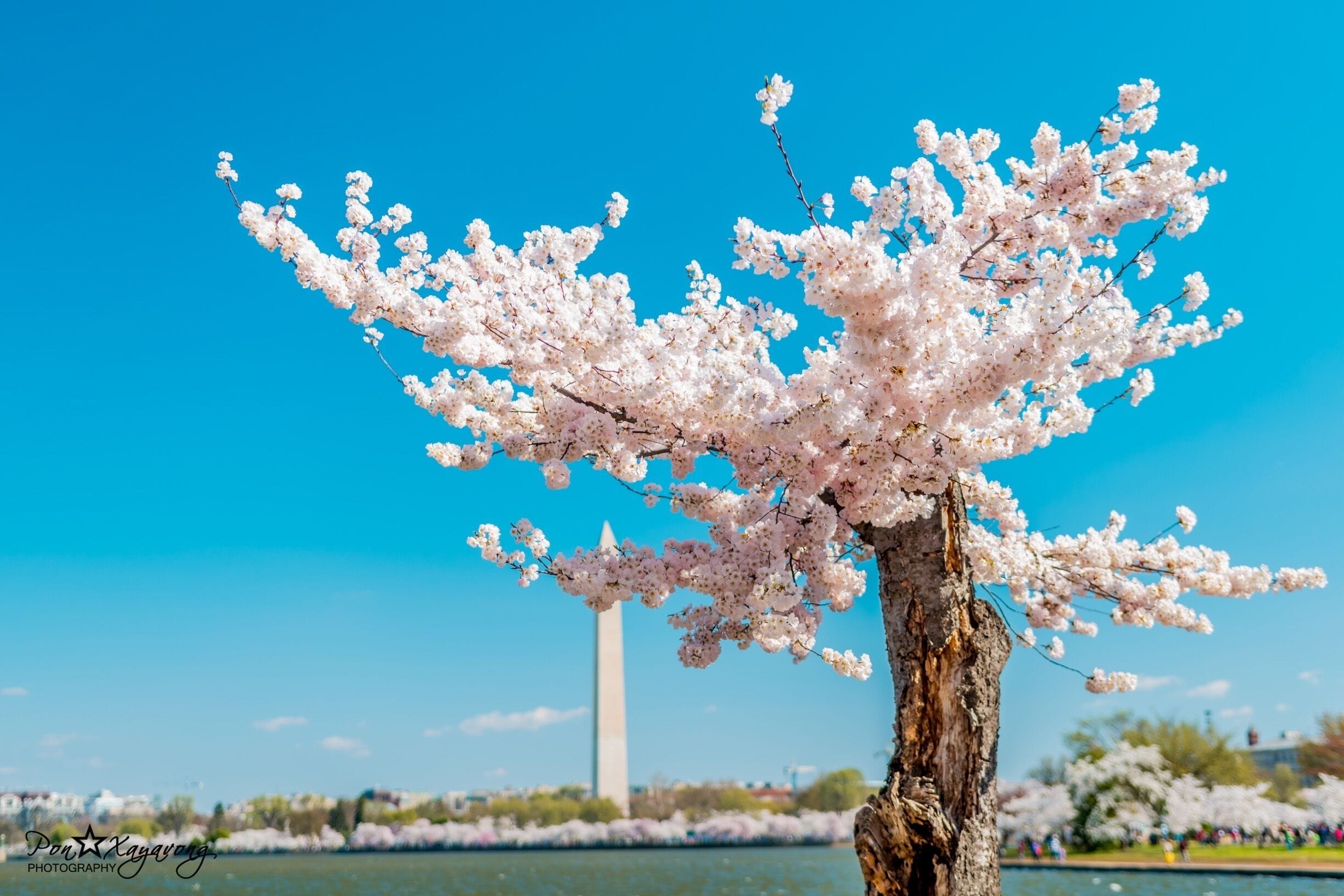 Cherry blossom weekend at Washington DC
