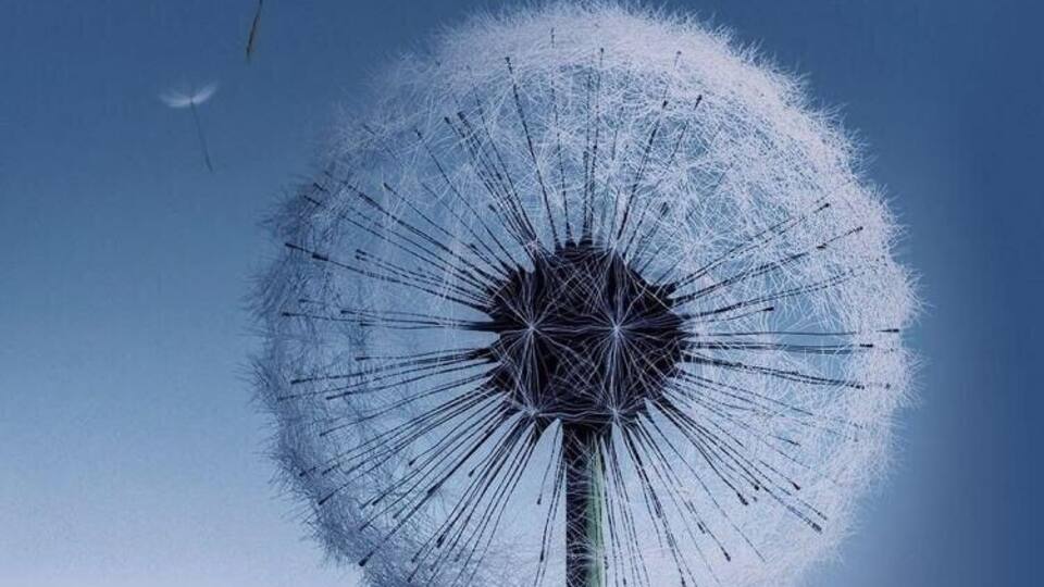 A dandelion with seeds dispersing against a clear blue sky.