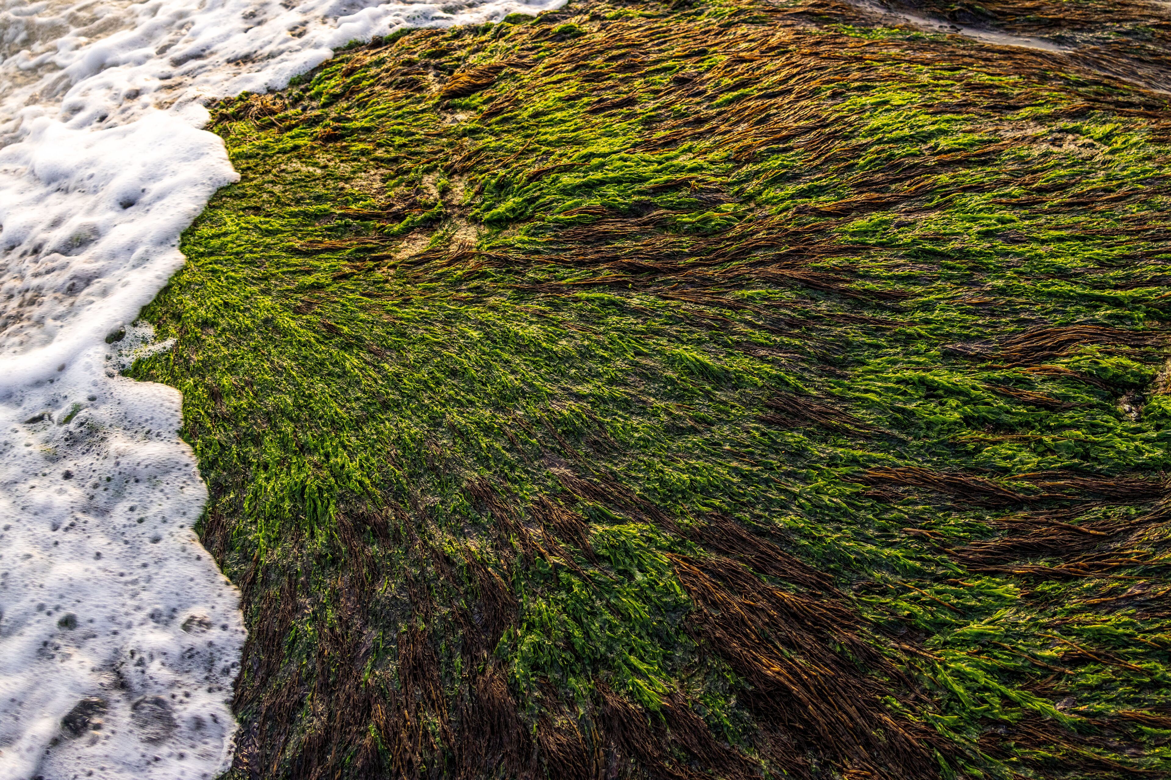 A rocky shore with green seaweed and foamy waves.