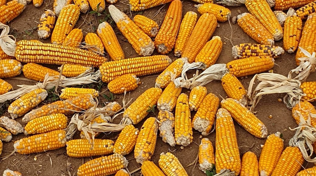 #LifeAtExpediaGroup corn drying in Madagascar