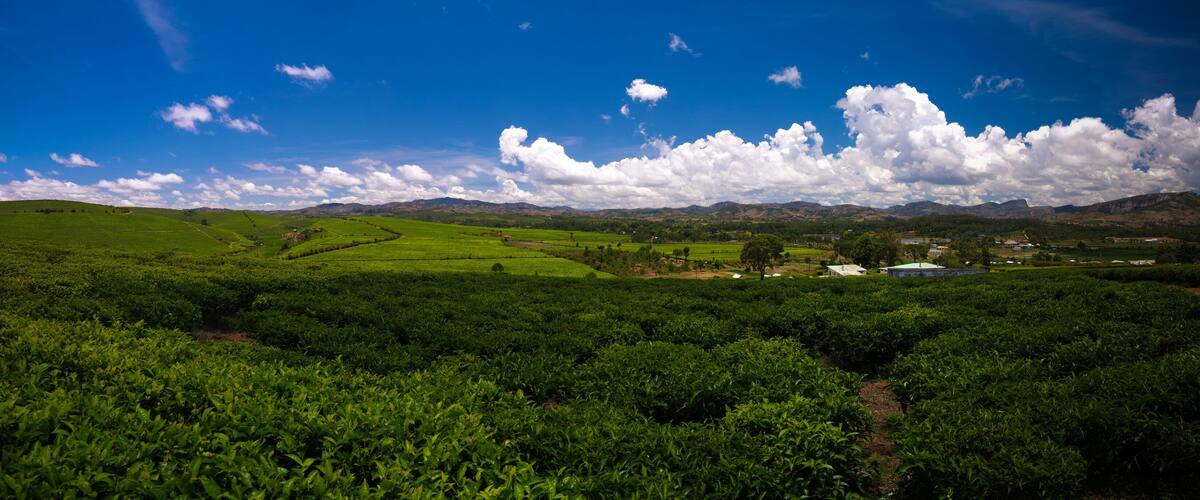 A lush green tea plantation with rolling hills and a clear blue sky with scattered clouds.