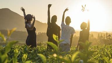 Sunset in one of the many tea plantations in Madagascar. This country has a magic I have never before witnessed, and should be added to every bucket list before it is gone. #Madagascar #Africa #sunset