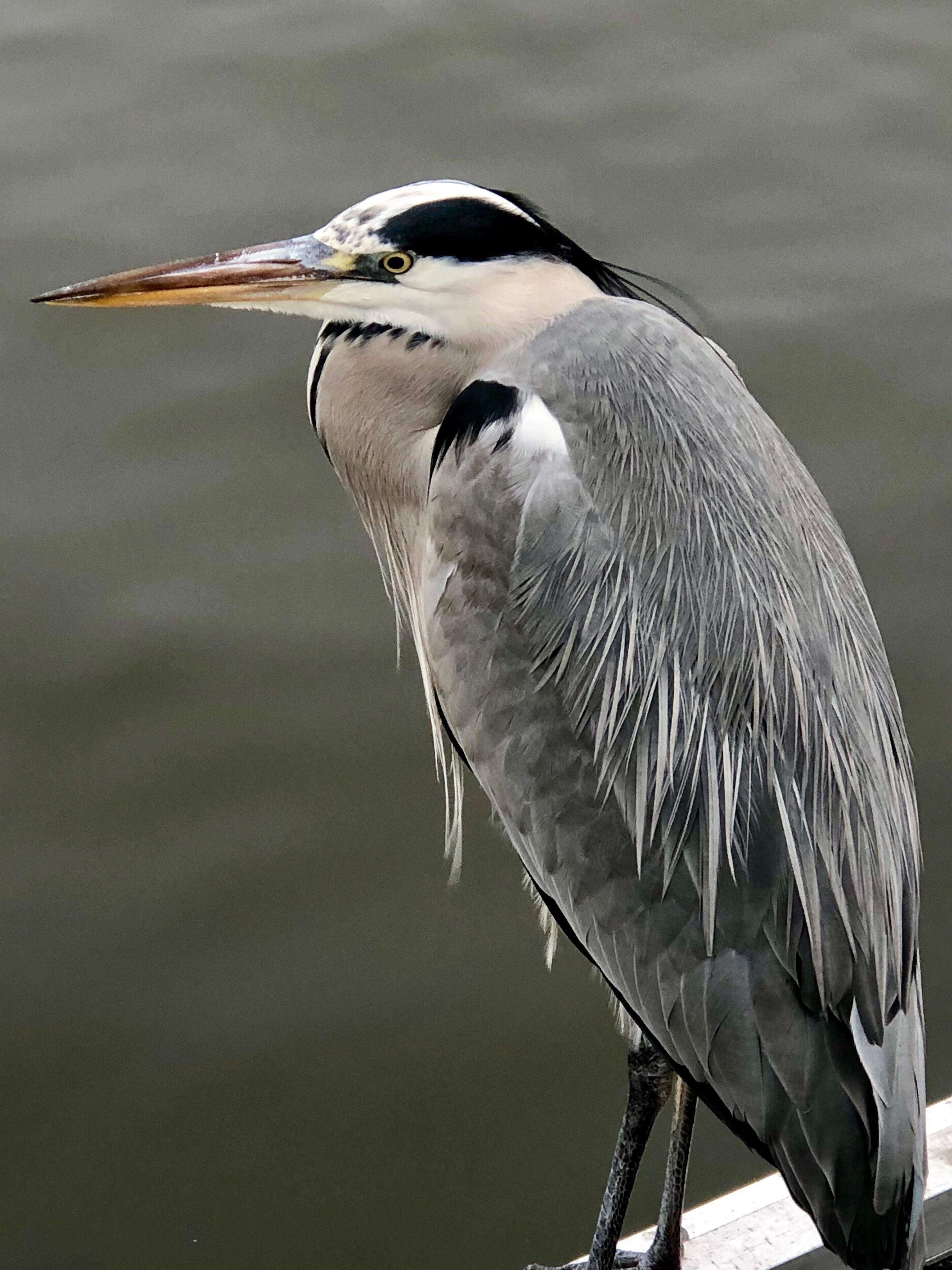 Ah, you take my breath away. Thank you for posing next to our boat. 