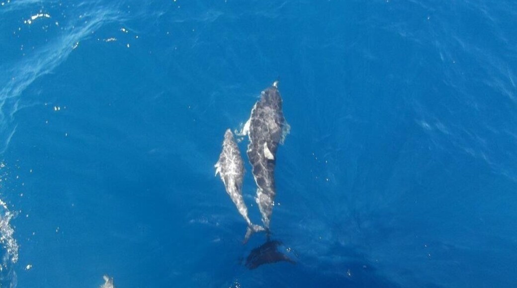 Baby dolphin on the way back from the active White Island volcano