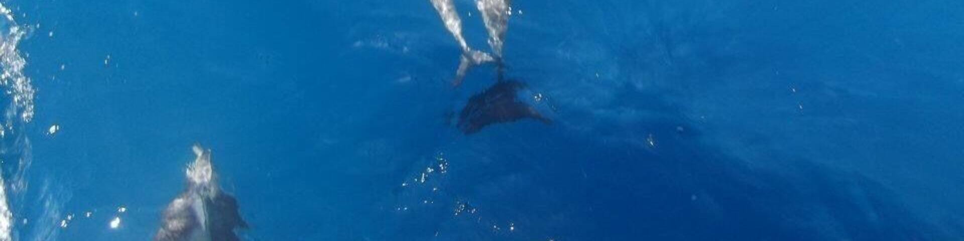 Baby dolphin on the way back from the active White Island volcano
