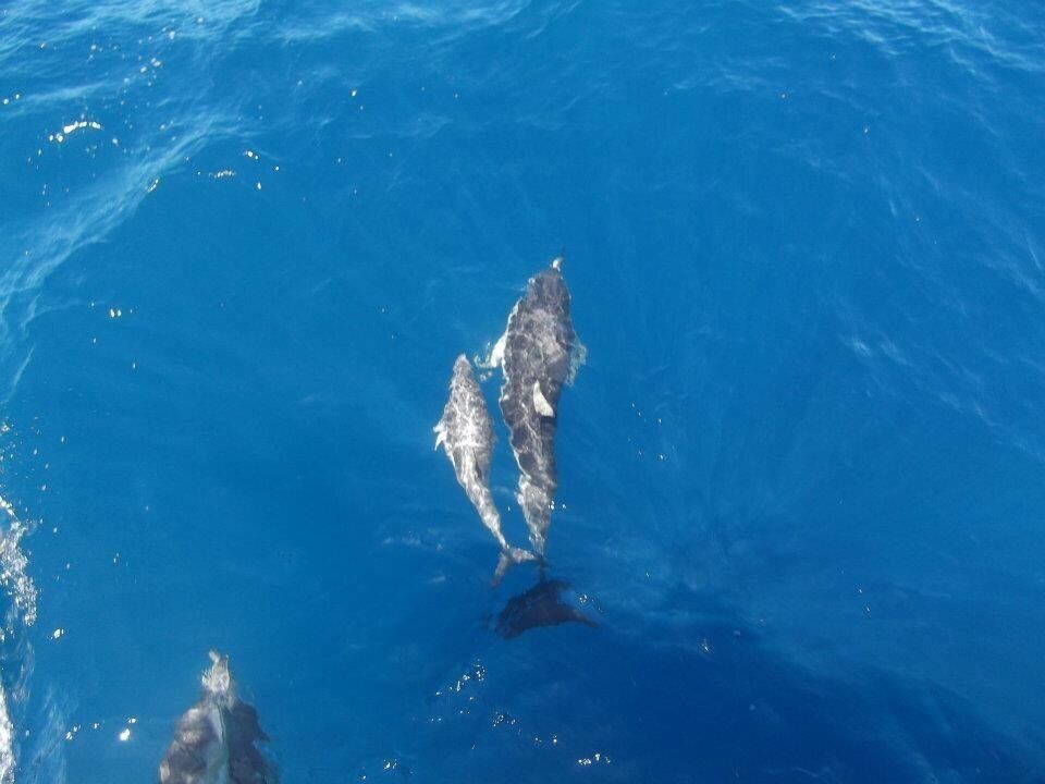 Two dolphins swimming in clear blue water.