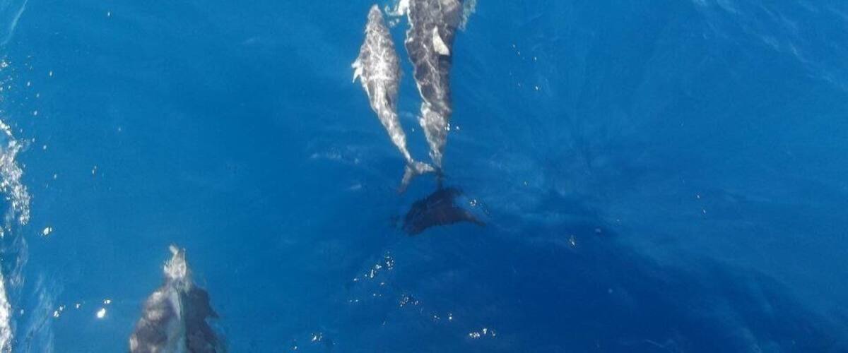 Two dolphins swimming in clear blue water.