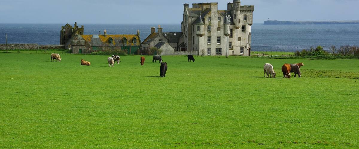 A coastal estate with a large field of grazing cattle and a historic building by the sea.