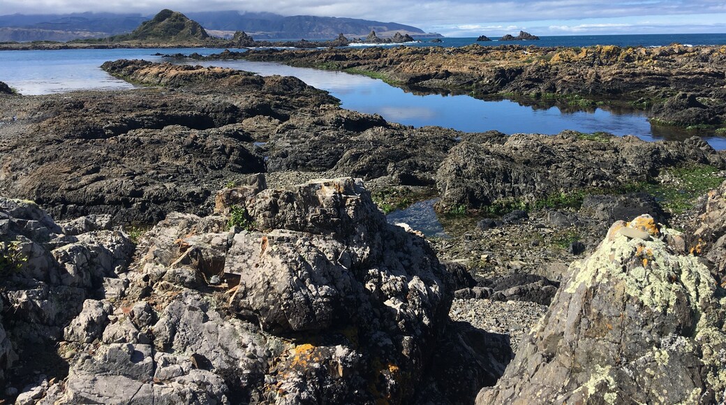 Island Bay Wellington