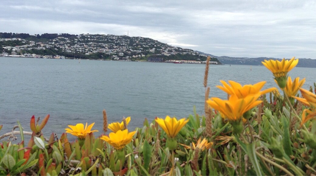 Looking towards Roseneath across Evans Bay, with the airport at my back. I love the landscaping that has been done along this stretch of road.
