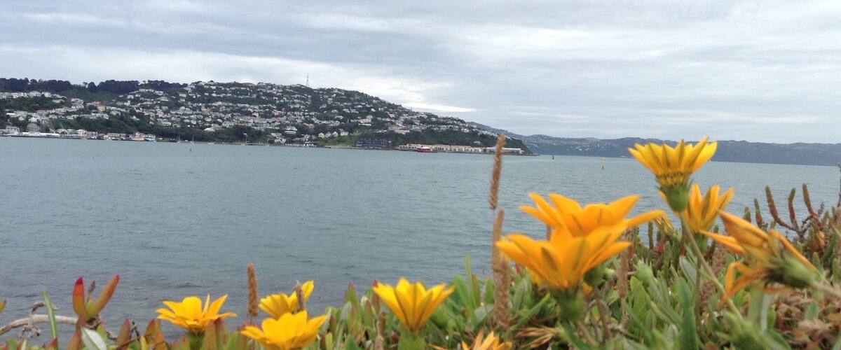 Looking towards Roseneath across Evans Bay, with the airport at my back. I love the landscaping that has been done along this stretch of road.