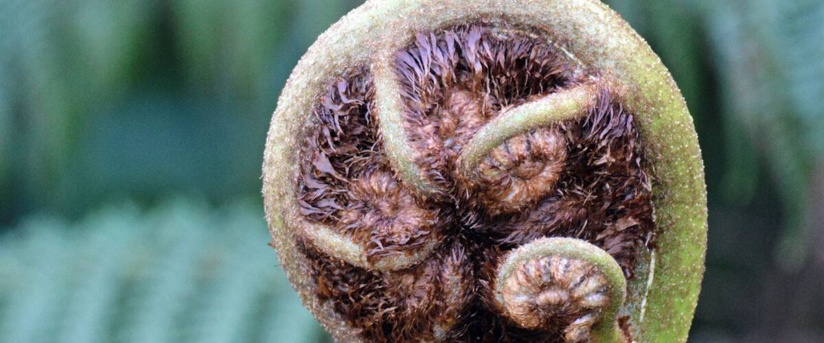 A Koru, New Zealand native fern