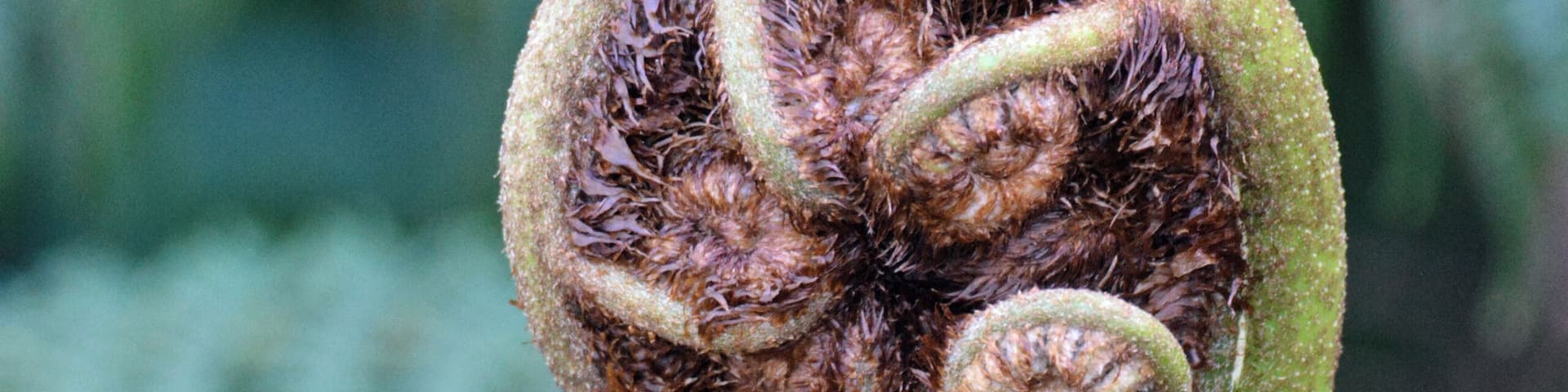 A Koru, New Zealand native fern