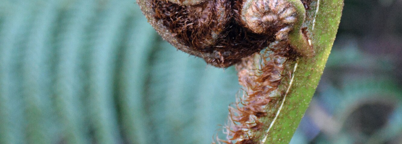 A Koru, New Zealand native fern