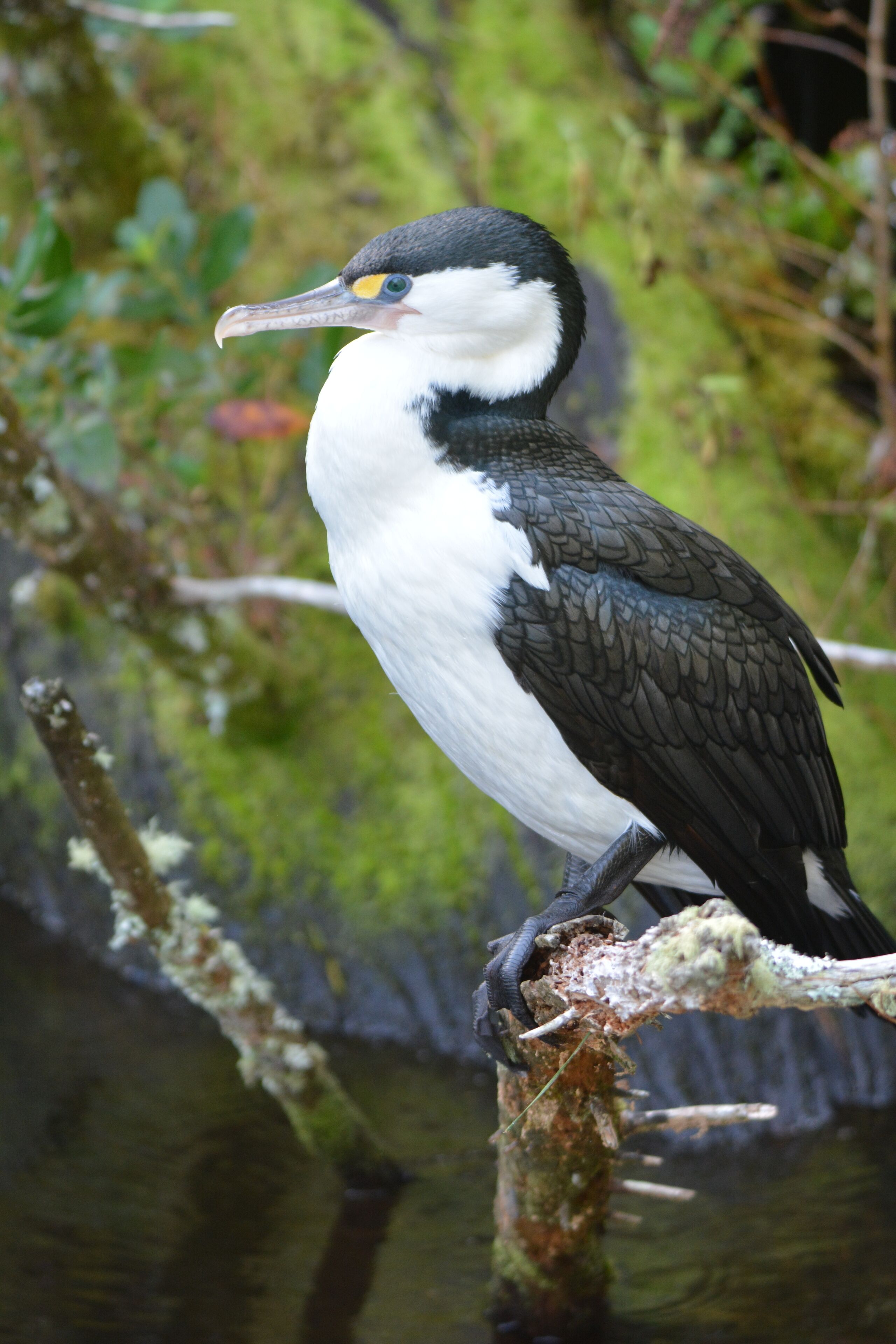 Pied Shag , just relaxing 