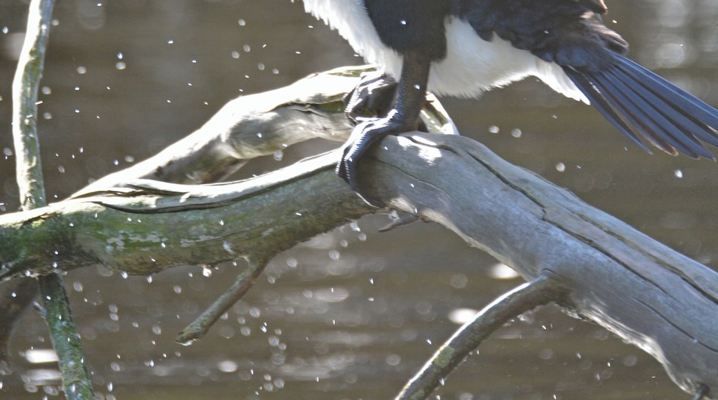 Pied Shag, shaking off the water after a dive for a fish lunch