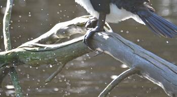 Pied Shag, shaking off the water after a dive for a fish lunch