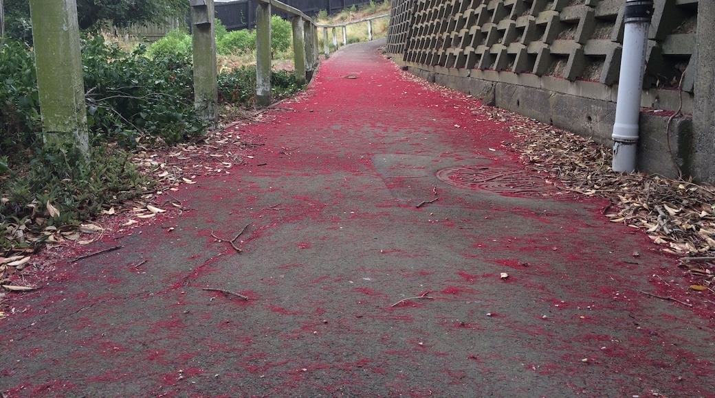 A sea of red. The aftermath of pohutakawa trees flowering.
