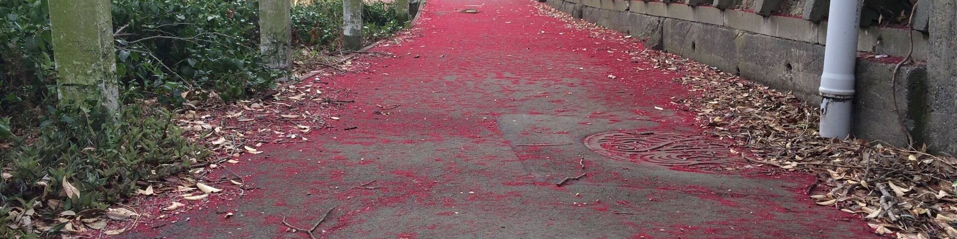 A sea of red. The aftermath of pohutakawa trees flowering.