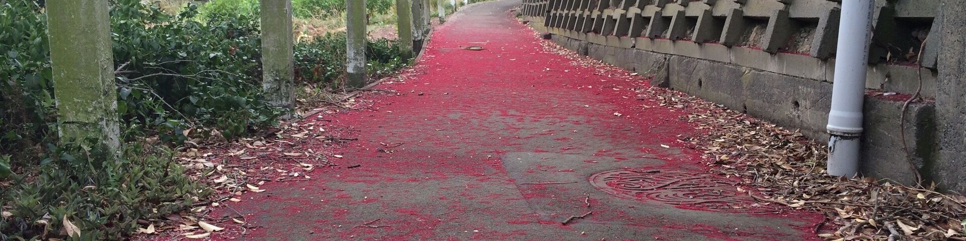 A sea of red. The aftermath of pohutakawa trees flowering.