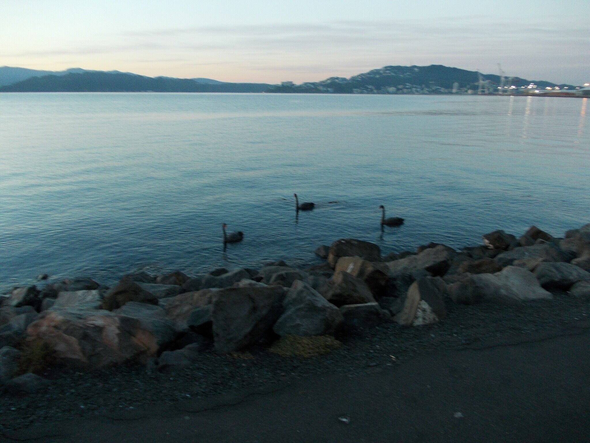 May 2013: Waiting for the ferry, here you see the sunrise and some black swans. See those all over, but never getting old!  Beautiful!