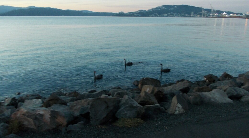 May 2013: Waiting for the ferry, here you see the sunrise and some black swans. See those all over, but never getting old! Beautiful!