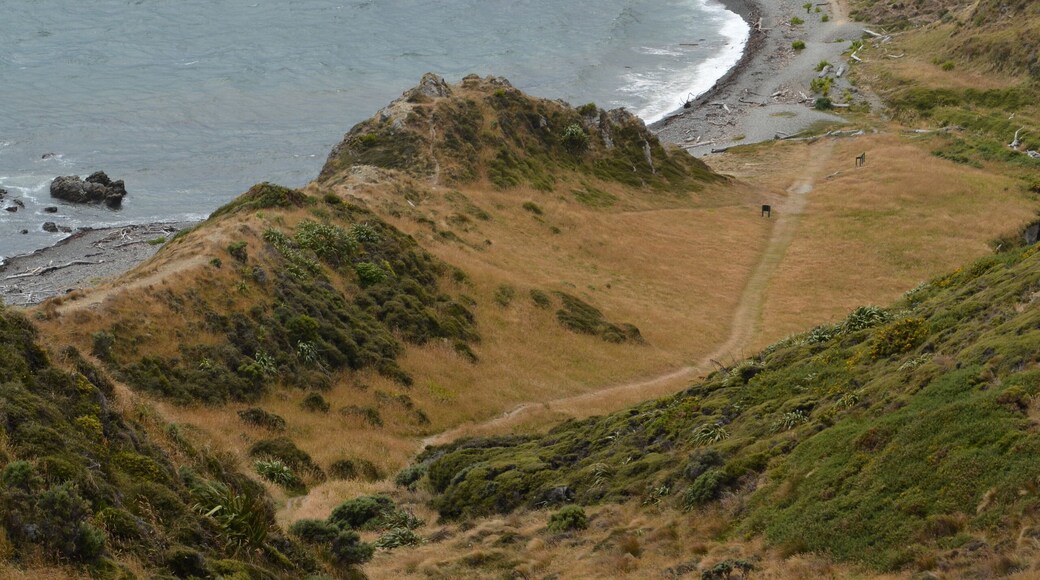 Great view back down the path on the Makara walkway