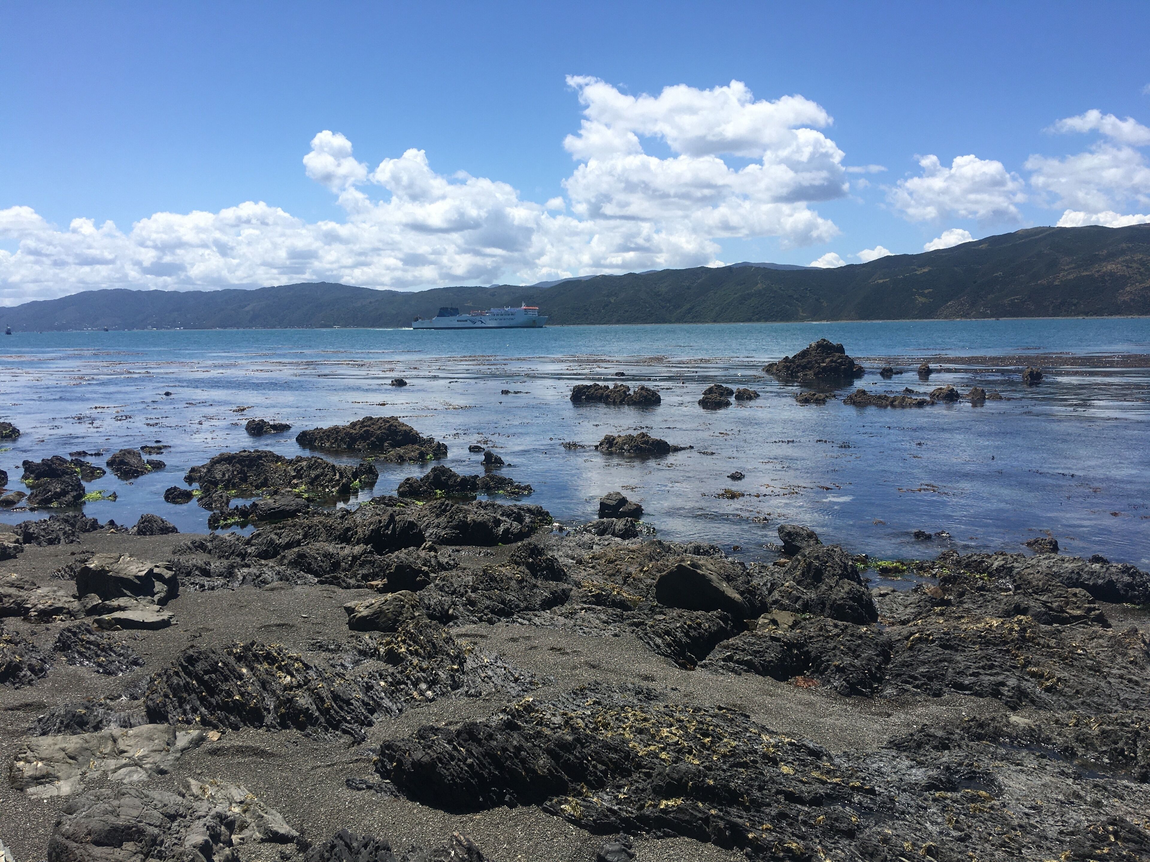 Picton Ferry leaving the Wellington harbour