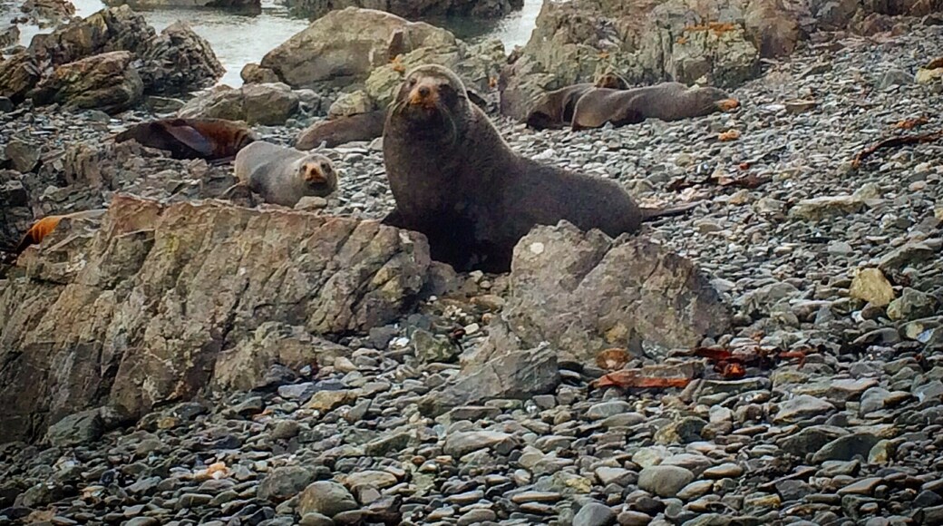While you are in Wellington don't forget to visit the colony of seals at the Owhiro Bay. It's a long walk so leave the half of a day just to go there.
#weekendgetaway