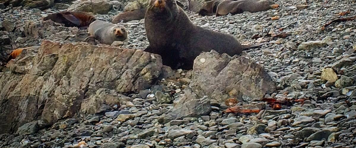 While you are in Wellington don't forget to visit the colony of seals at the Owhiro Bay. It's a long walk so leave the half of a day just to go there.
#weekendgetaway