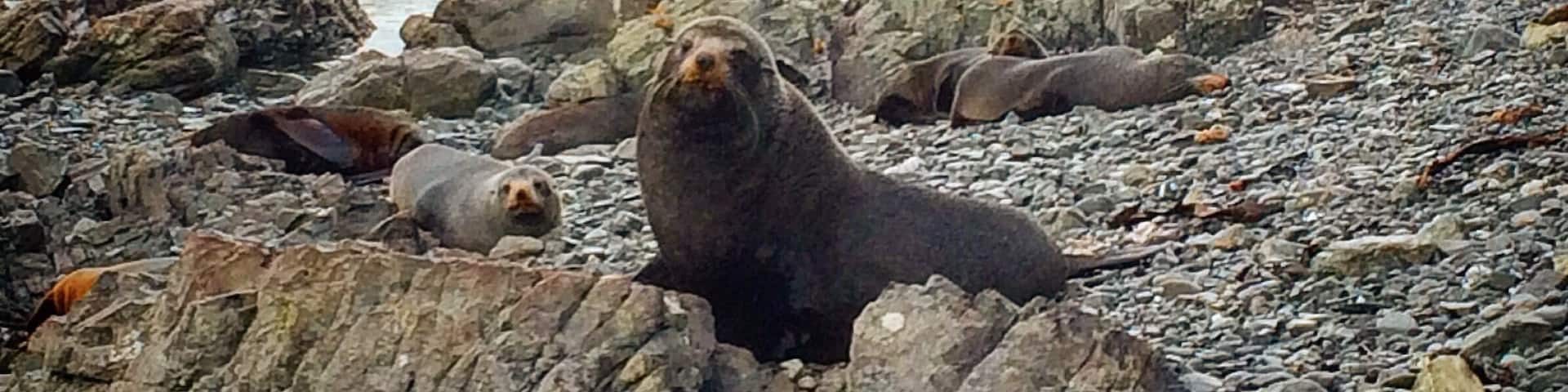 While you are in Wellington don't forget to visit the colony of seals at the Owhiro Bay. It's a long walk so leave the half of a day just to go there.
#weekendgetaway