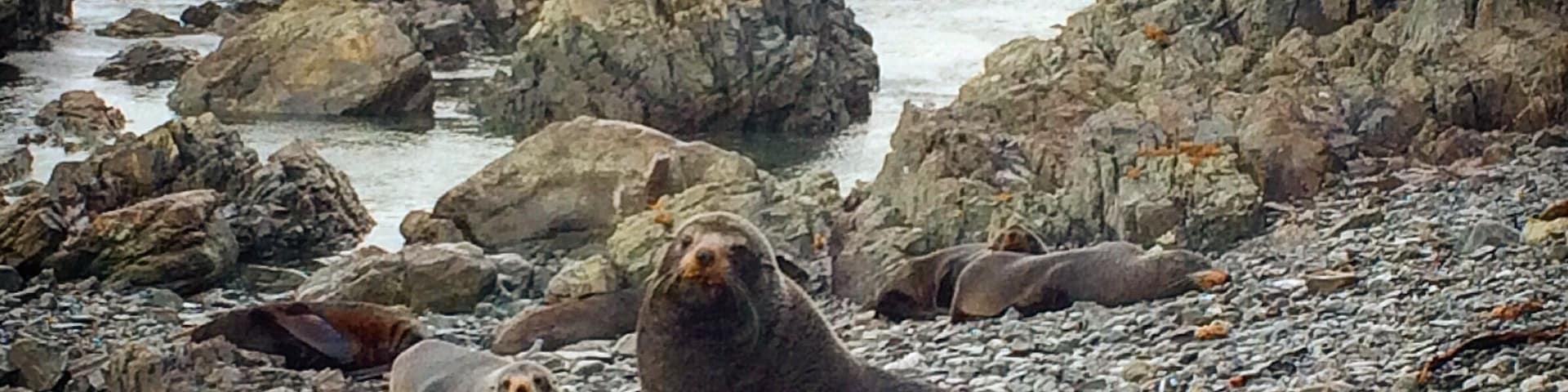 While you are in Wellington don't forget to visit the colony of seals at the Owhiro Bay. It's a long walk so leave the half of a day just to go there.
#weekendgetaway