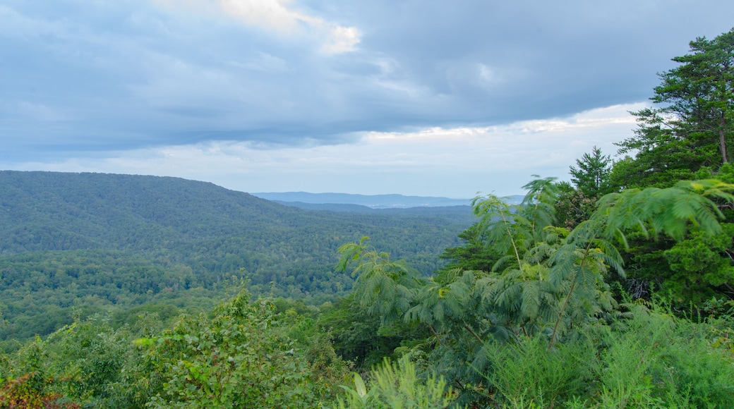 A variety of plants frame a view of a valley looking towards Anniston, Alabama, USA from a scenic overlook in the Talladega National Forest