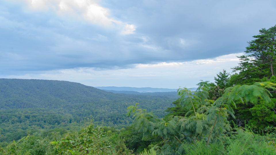 A lush green valley with dense forest, rolling hills, and a cloudy sky.