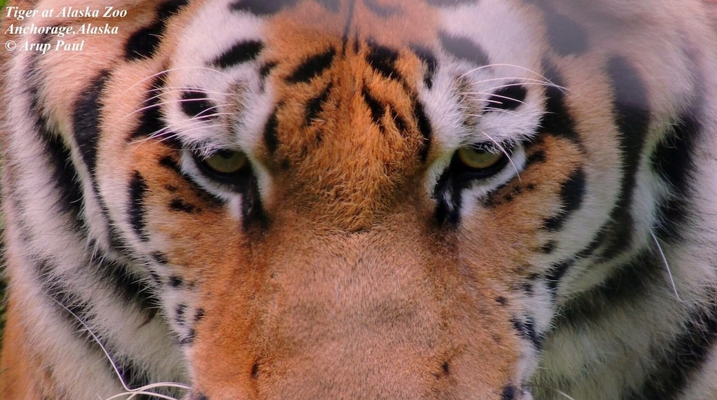 There are variety of animals in Alaska Zoo, worth to visit. It is in Anchorage City in Alaska, The last frontier state.