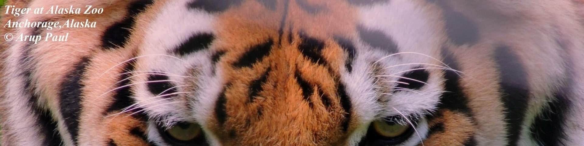 There are variety of animals in Alaska Zoo, worth to visit. It is in Anchorage City in Alaska, The last frontier state.