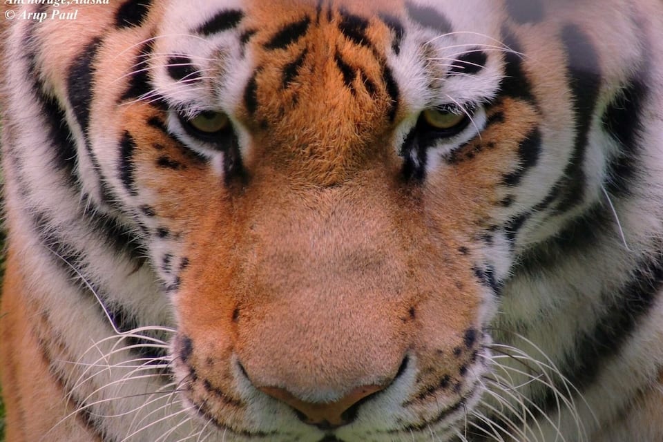 A tiger's face with visible fur patterns and whiskers.