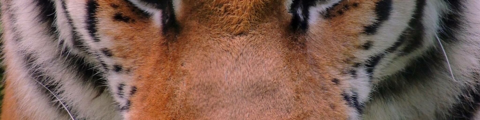 There are variety of animals in Alaska Zoo, worth to visit. It is in Anchorage City in Alaska, The last frontier state.