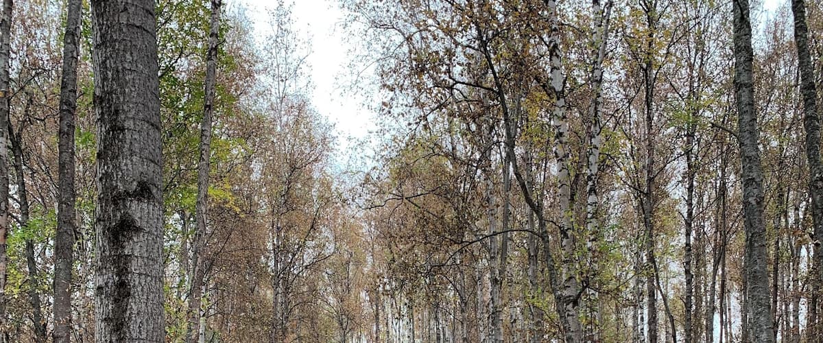 A forest path with birch trees and fallen leaves.