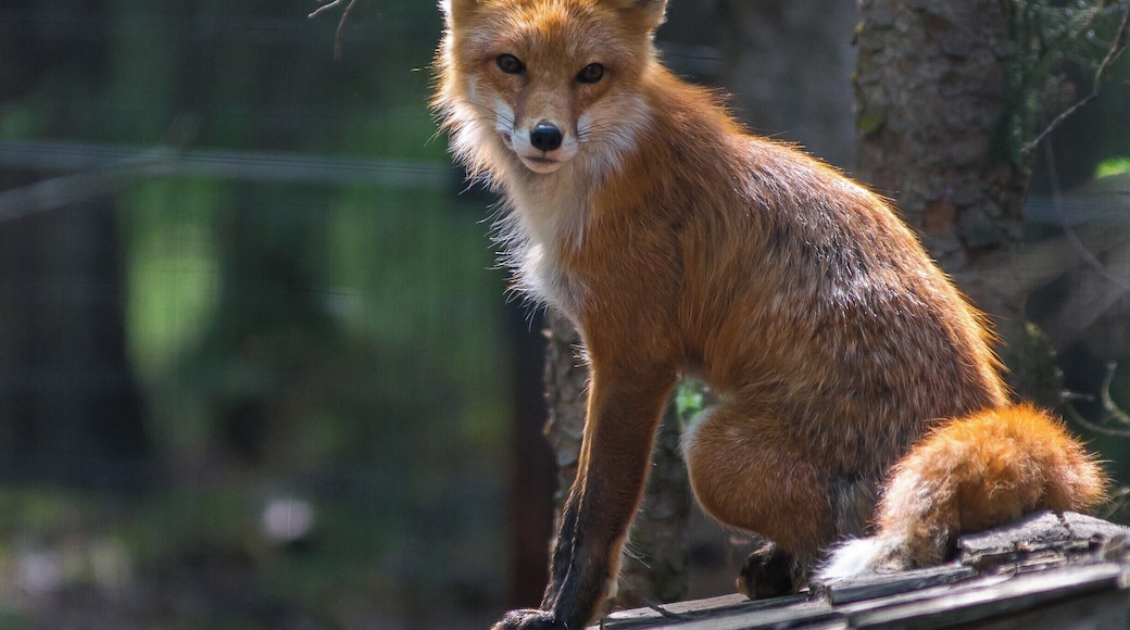 This little guy was ready for his photo shoot.
#animalsidliketomeet #redfox