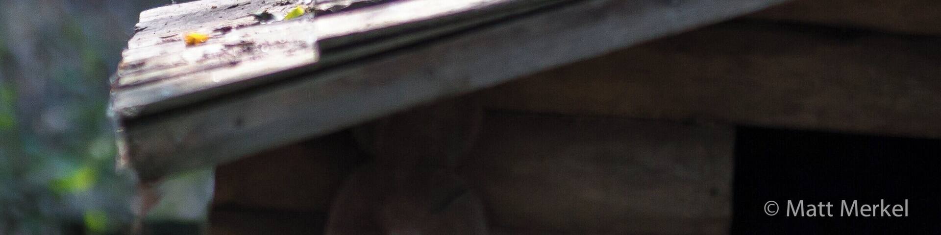 This little guy was ready for his photo shoot.
#animalsidliketomeet #redfox