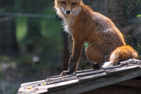 This little guy was ready for his photo shoot.
#animalsidliketomeet #redfox