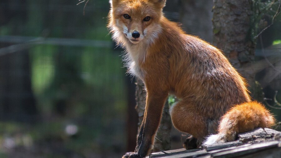 This little guy was ready for his photo shoot.
#animalsidliketomeet #redfox