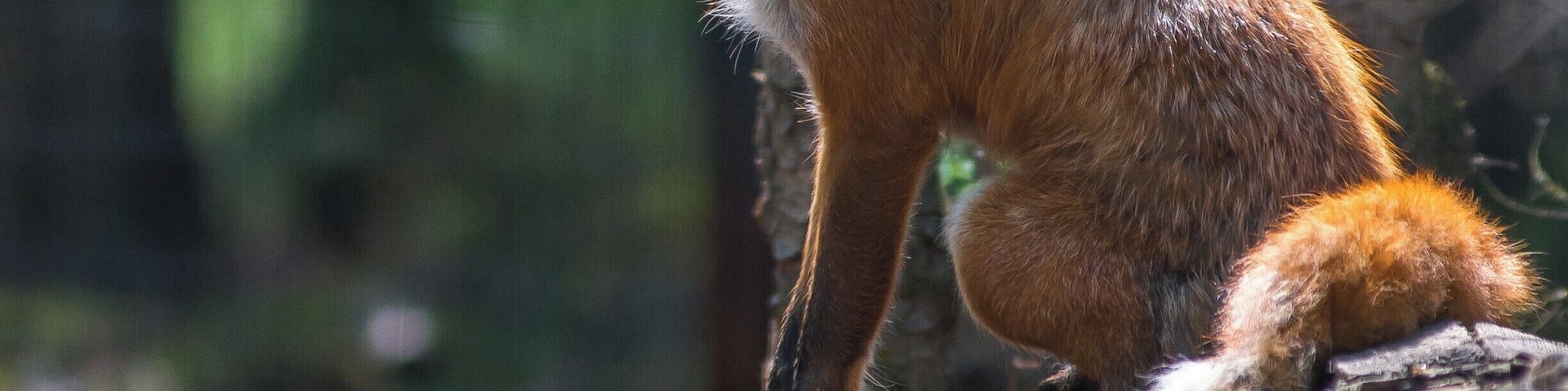 This little guy was ready for his photo shoot.
#animalsidliketomeet #redfox