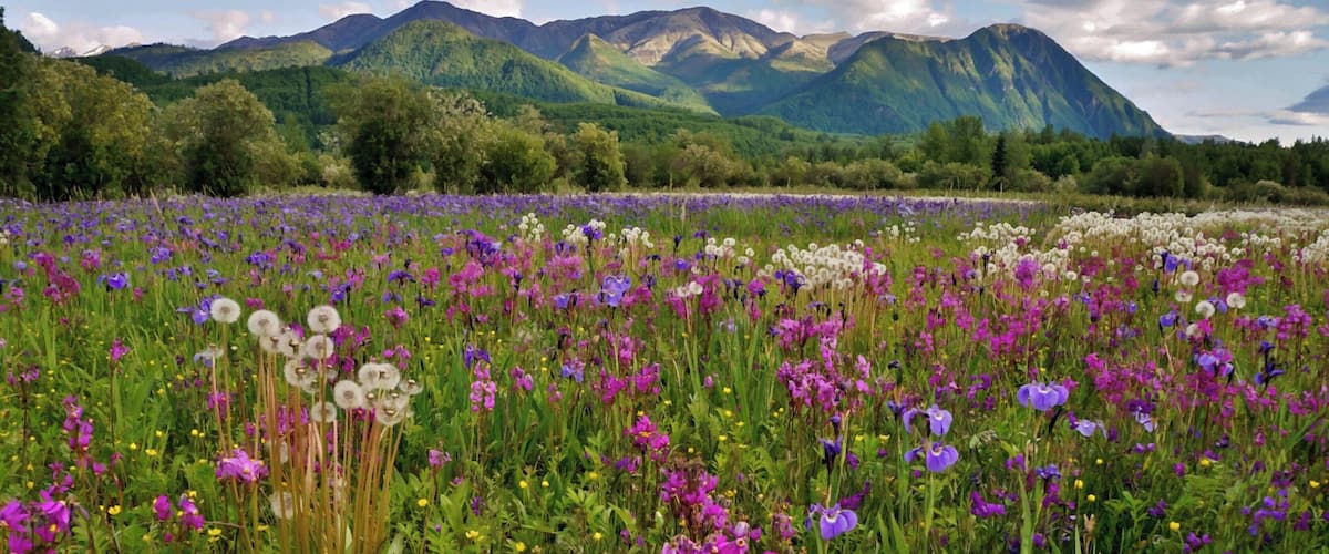Just along the Glenn Highway east of Anchorage is this amazing wildflower field! It blooms starting in mid June and this year I happened to be there when the iris and shooting stars were in full bloom. Breathtaking!!!
