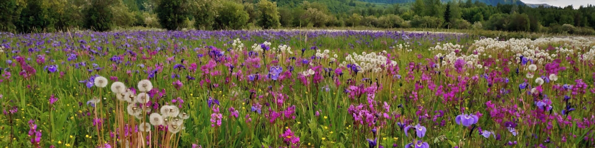 Just along the Glenn Highway east of Anchorage is this amazing wildflower field! It blooms starting in mid June and this year I happened to be there when the iris and shooting stars were in full bloom. Breathtaking!!!