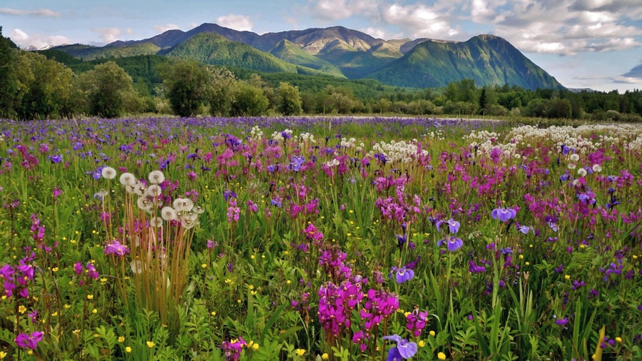 Just along the Glenn Highway east of Anchorage is this amazing wildflower field! It blooms starting in mid June and this year I happened to be there when the iris and shooting stars were in full bloom. Breathtaking!!!
