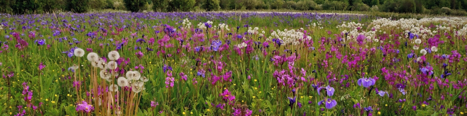 Just along the Glenn Highway east of Anchorage is this amazing wildflower field! It blooms starting in mid June and this year I happened to be there when the iris and shooting stars were in full bloom. Breathtaking!!!