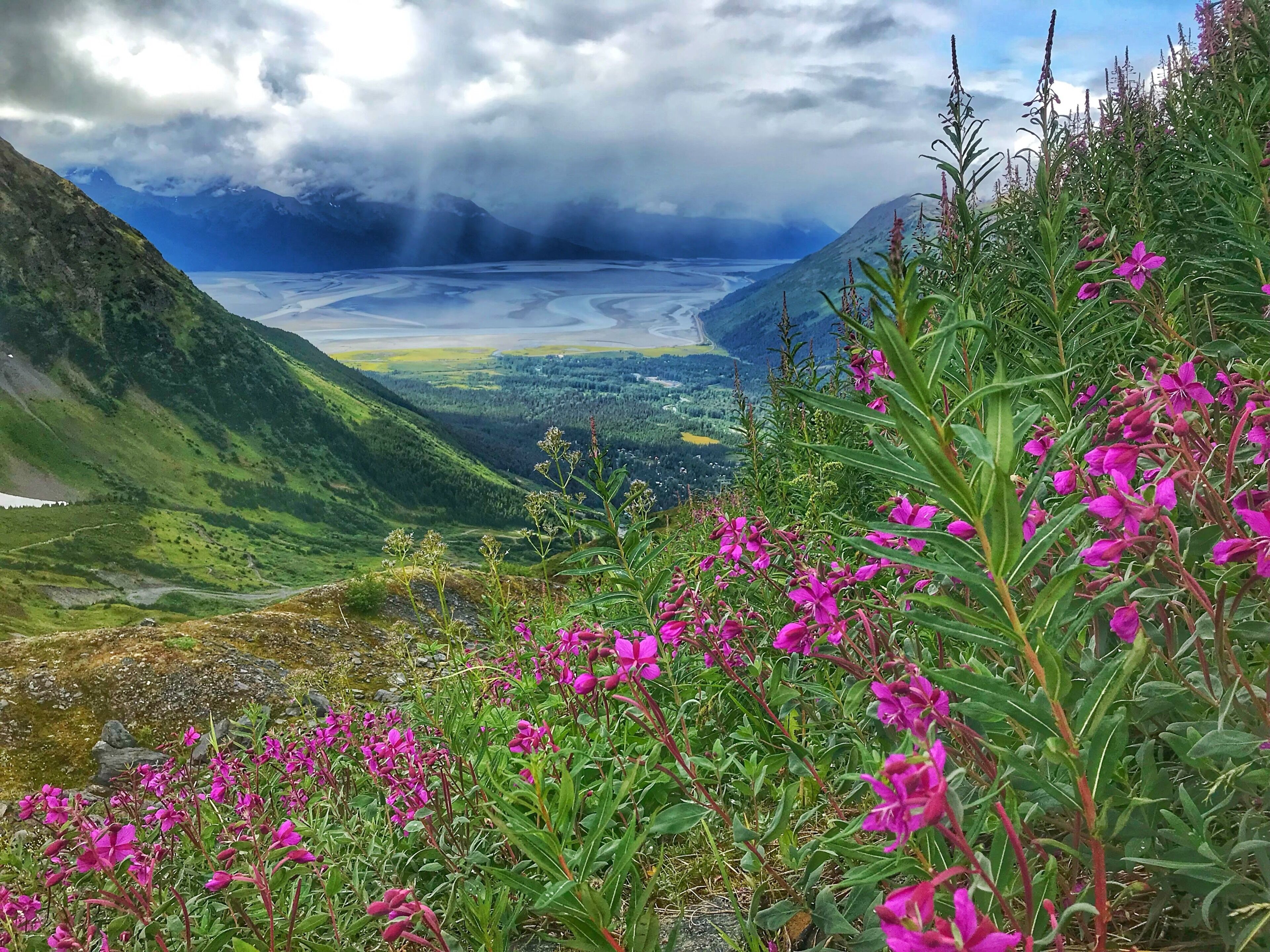 Fireweed over the Cook Inlet Alyeska Resort #Adventure