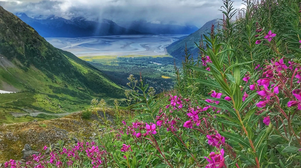 Fireweed over the Cook Inlet Alyeska Resort #Adventure